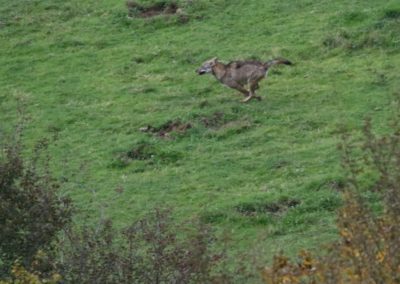 Loups Parc National des Abruzzes