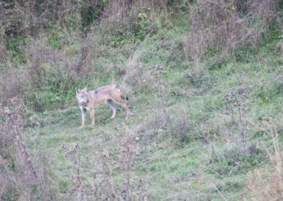 Loups Parc National des Abruzzes