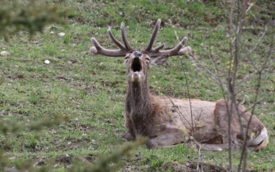 Séjour observations et photos dans les Abruzzes avril 2019