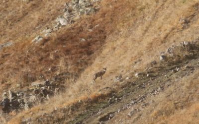 Observation encadrée d’une meute de loups dans le Massif des Bornes