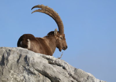 Bouquetin mâle pendant le Rut massif des Glières