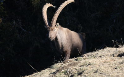 Le rut du Bouquetin, sortie accompagnée dans le massif des Bornes