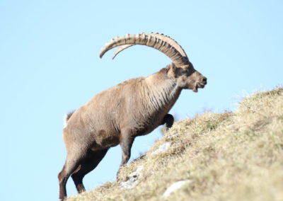 Bouquetin mâle pendant le Rut massif des Glières
