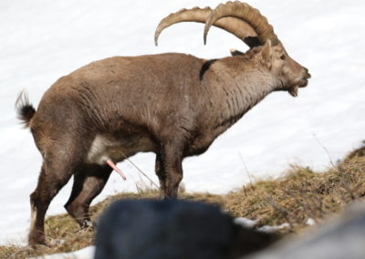 Bouquetin mâle pendant le Rut