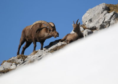 Bouquetin mâle et femelle pendant le Rut massif des Glières