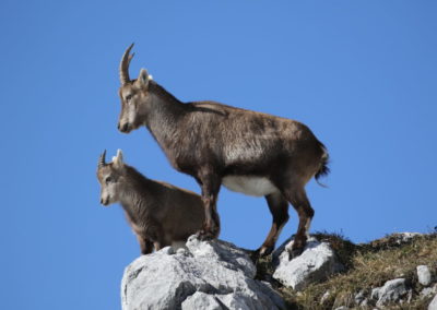 Bouquetin femelle et son petit pendant le Rut massif des Glières