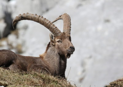 Bouquetin mâle pendant le Rut massif des Glières