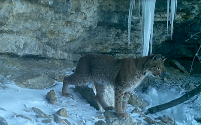 Sur la piste du Lynx