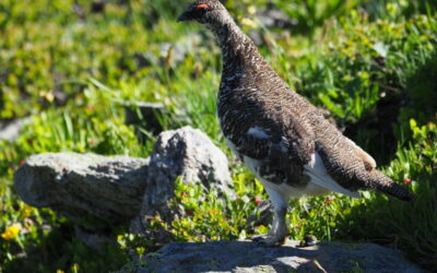 Affût photographie  Lagopède Alpin