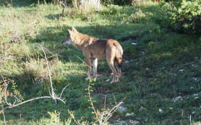 Séjour loup dans les Abruzzes septembre 2024