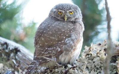 Stage photographie et observation de la chouette Chevêchette sur sa loge