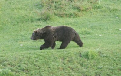 Stage photographie et observation du loup et des Ours dans les Abruzzes