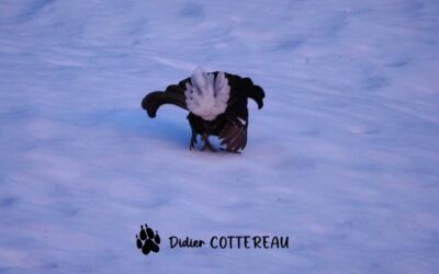 Stage photographie et observation de la parade du Tétras Lyre