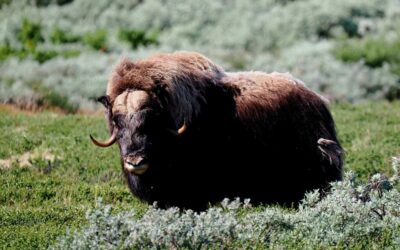 Séjour Observation des Bœufs musqués Parc National des Dovrefjell