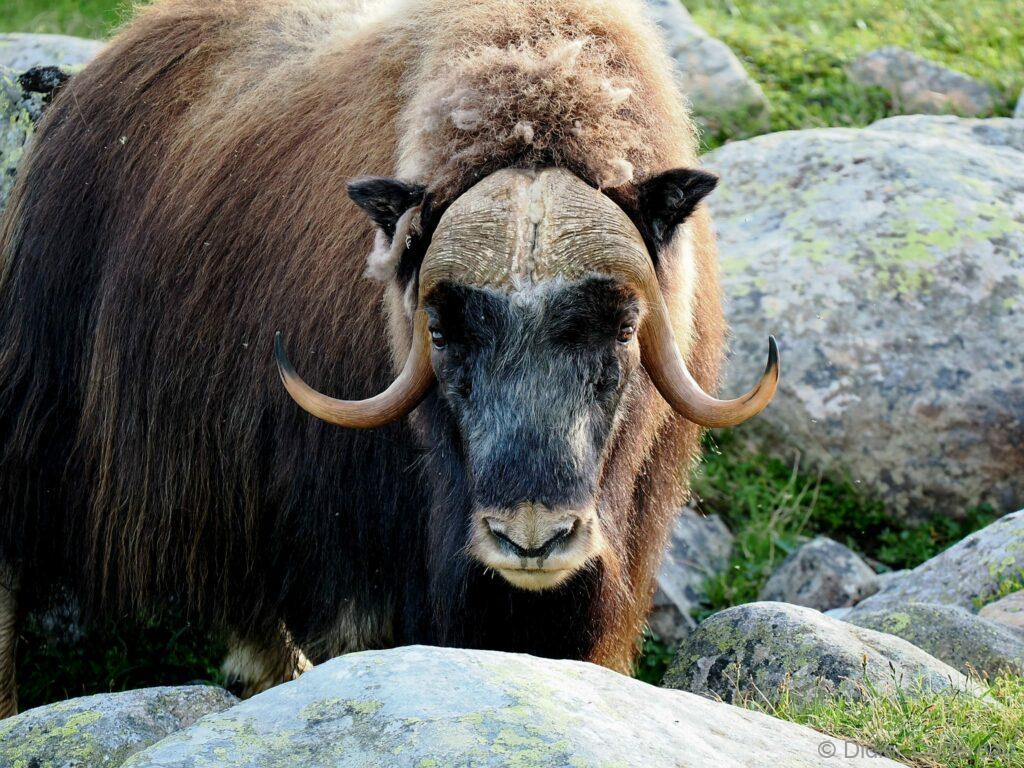 parc National du Dovrefjell Bœufs musqués  Norvège
